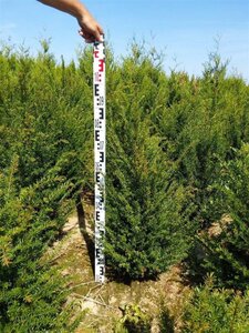 Taxus baccata 80-100 cm met kluit - afbeelding 6