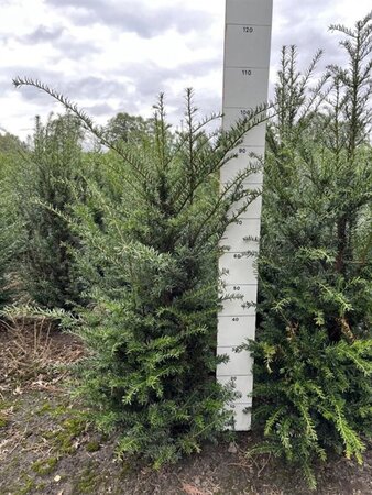 Taxus baccata 80-100 cm met kluit - afbeelding 7