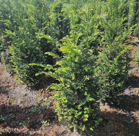Taxus baccata 80-100 cm met kluit - afbeelding 19