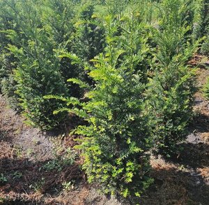Taxus baccata 80-100 cm met kluit - afbeelding 19
