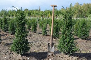 Taxus baccata 80-100 cm met kluit - afbeelding 30