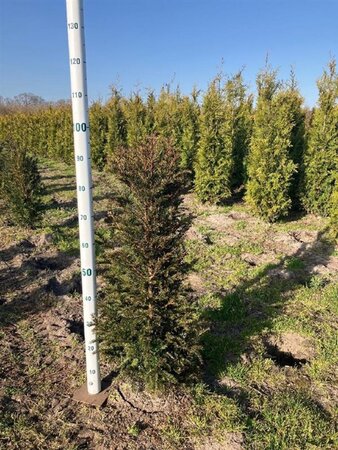 Taxus baccata 80-100 cm met kluit - afbeelding 23