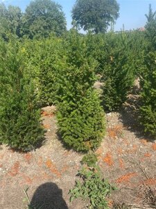 Taxus baccata 80-100 cm met kluit - afbeelding 27