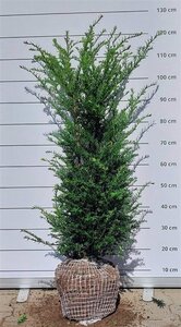 Taxus baccata 80-100 cm met kluit - afbeelding 22