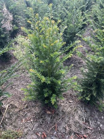 Taxus baccata 80-100 cm met kluit - afbeelding 41