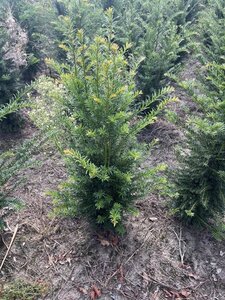 Taxus baccata 80-100 cm met kluit - afbeelding 41