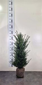 Taxus baccata 80-100 cm met kluit - afbeelding 10