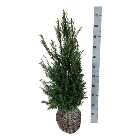 Taxus baccata 80-100 cm met kluit - afbeelding 12