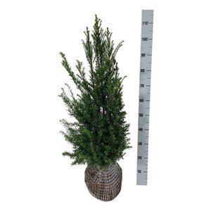 Taxus baccata 80-100 cm met kluit - afbeelding 12