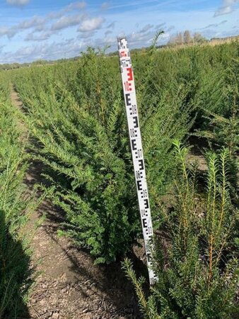 Taxus baccata 80-100 cm met kluit - afbeelding 35