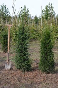 Taxus baccata 80-100 cm met kluit - afbeelding 31