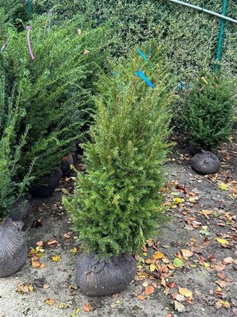 Taxus baccata 80-100 cm met kluit - afbeelding 4