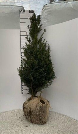 Taxus baccata 80-100 cm met kluit - afbeelding 5