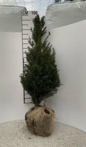 Taxus baccata 80-100 cm met kluit - afbeelding 5