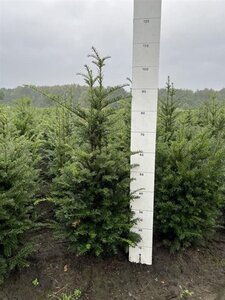 Taxus baccata 80-100 cm met kluit - afbeelding 8