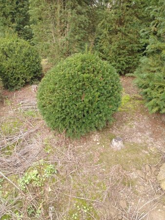 Taxus baccata 90 cm met kluit bol - afbeelding 5