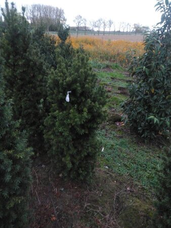 Taxus media 'Hicksii' 100-125 cm met kluit - afbeelding 5