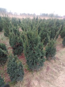 Taxus media 'Hicksii' 100-125 cm met kluit - afbeelding 4