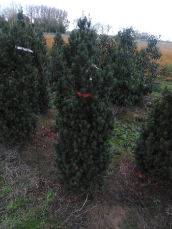 Taxus media 'Hicksii' 125-150 cm met kluit - afbeelding 4