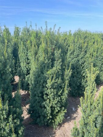 Taxus media 'Hicksii' 150-175 cm met kluit - afbeelding 4