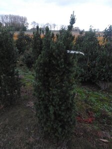 Taxus media 'Hicksii' 150-175 cm met kluit - afbeelding 3