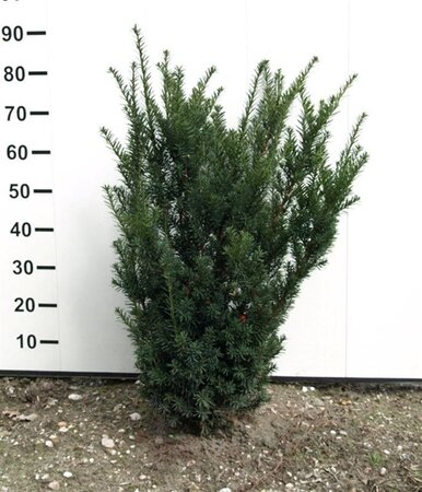 Taxus media 'Hicksii' 60-80 cm met kluit - afbeelding 7
