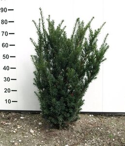 Taxus media 'Hicksii' 60-80 cm met kluit - afbeelding 7
