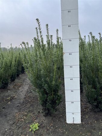 Taxus media 'Hicksii' 60-80 cm met kluit - afbeelding 6