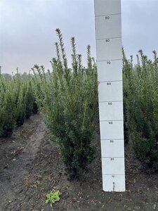 Taxus media 'Hicksii' 60-80 cm met kluit - afbeelding 6