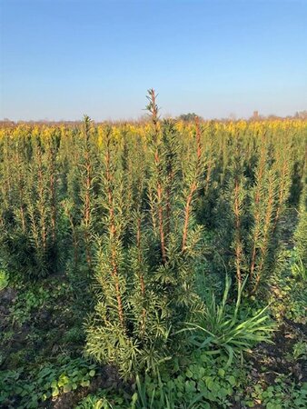 Taxus media 'Hicksii' 60-80 cm met kluit - afbeelding 7
