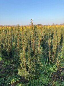 Taxus media 'Hicksii' 60-80 cm met kluit - afbeelding 7