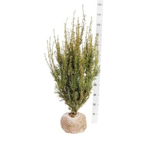 Taxus media 'Hicksii' 60-80 cm met kluit - afbeelding 12