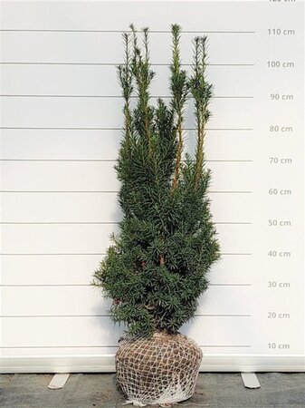 Taxus media 'Hicksii' 60-80 cm met kluit - afbeelding 11