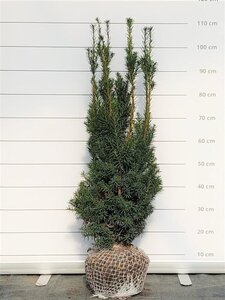 Taxus media 'Hicksii' 60-80 cm met kluit - afbeelding 11
