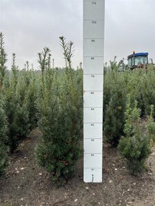 Taxus media 'Hicksii' 60-80 cm met kluit - afbeelding 5