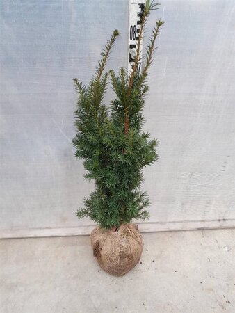 Taxus media 'Hicksii' 60-80 cm met kluit - afbeelding 10