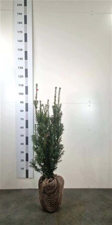 Taxus media 'Hicksii' 60-80 cm met kluit - afbeelding 9