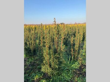 Taxus media 'Hicksii' 60-80 cm met kluit - afbeelding 5