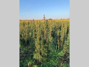 Taxus media 'Hicksii' 60-80 cm met kluit - afbeelding 5