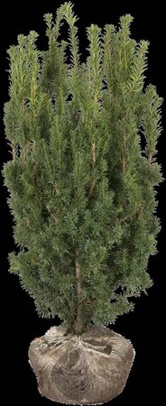 Taxus media 'Hicksii' 60-80 cm met kluit - afbeelding 13