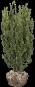 Taxus media 'Hicksii' 60-80 cm met kluit - afbeelding 13