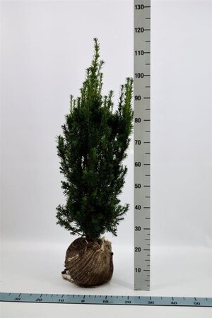 Taxus media 'Hicksii' 60-80 cm met kluit - afbeelding 15