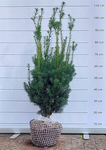 Taxus media 'Hicksii' 60-80 cm met kluit - afbeelding 8