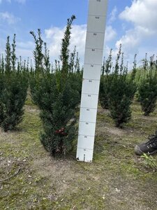 Taxus media 'Hicksii' 60-80 cm met kluit - afbeelding 4