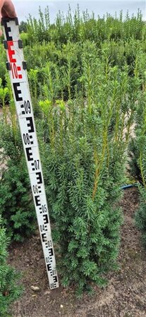 Taxus media 'Hicksii' 80-100 cm met kluit - afbeelding 3