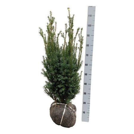 Taxus media 'Hicksii' 80-100 cm met kluit - afbeelding 6
