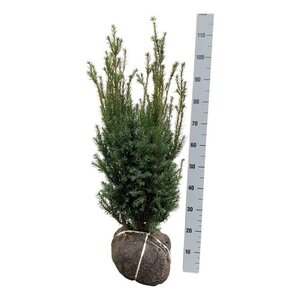 Taxus media 'Hicksii' 80-100 cm met kluit - afbeelding 6
