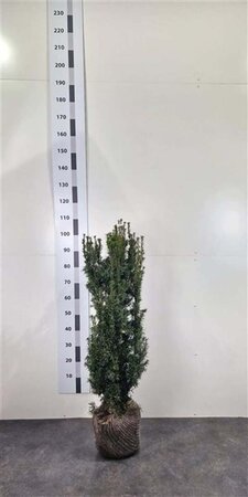 Taxus media 'Hicksii' 80-100 cm met kluit - afbeelding 4