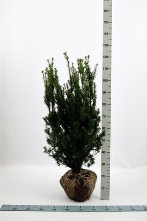 Taxus media 'Hicksii' 80-100 cm met kluit - afbeelding 12