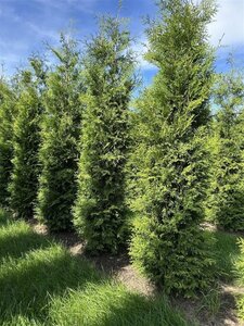 Thuja occ. 'Brabant' 250-300 cm draadkluit - afbeelding 4